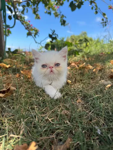 Gato Persa exótico vacinado e vermifugado