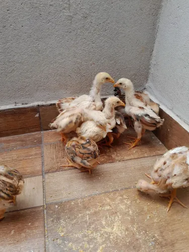 Pintinhos caipira