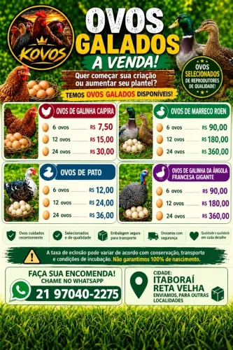 Ovos galados e para consumo 