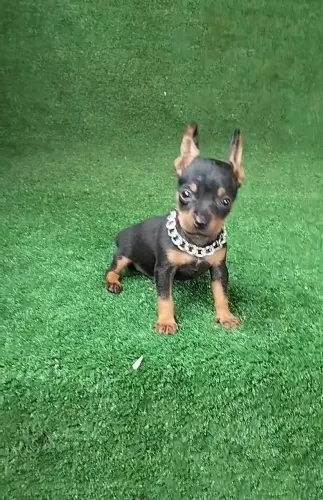 Pinscher exótico sangue de Merlin