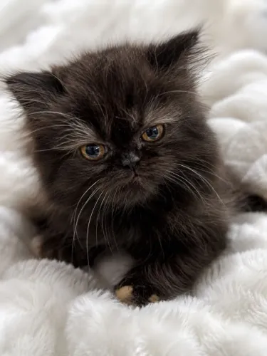Filhotes de  gato fêmea 