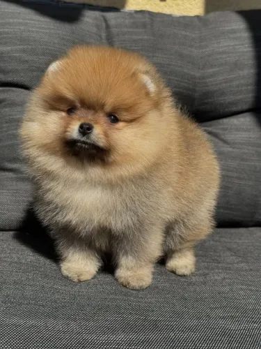 Filhote de Spitz Alemão Para Quem Ama Fofura em Cada Detalhe