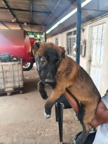 Pastor Malinois Puro 75 dias Macho