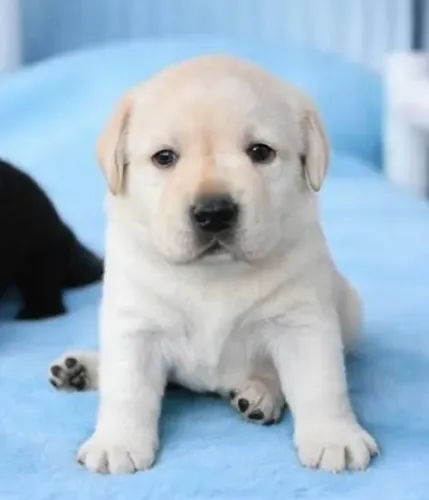Labrador Filhotes Super Desejados. 