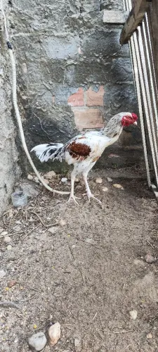 Galo mura moura frango 
