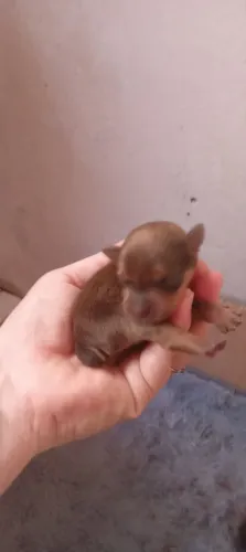Lindas bbs de pinscher zero puras! (FEMEAS)