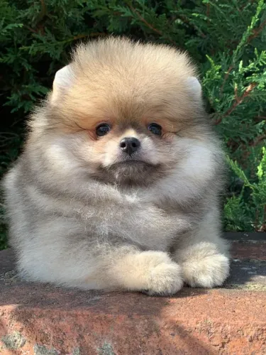 ?Spitz Alemão macho disponível - preço especial?