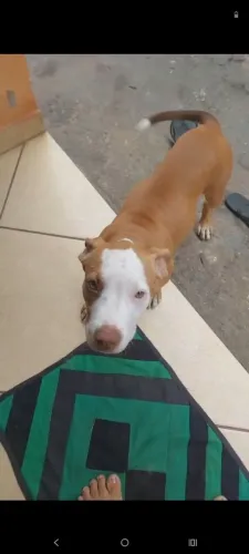 Filhote de Pitbull