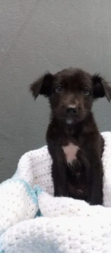 Lindo cachorrinho pra adoção 