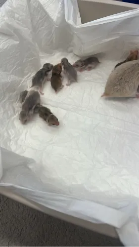 Hamster sírio filhote