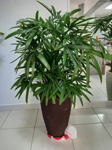 Palmeira Rafis