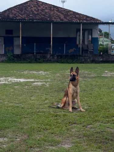 Adestrador canino