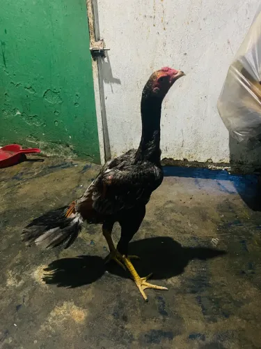Vende-se frango boa genética