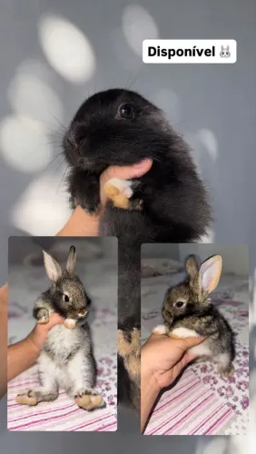 Coelhos