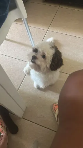 Shitzu macho mansinho