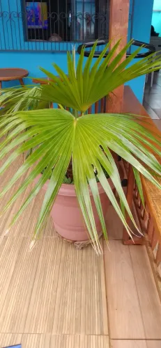 Vaso natural 