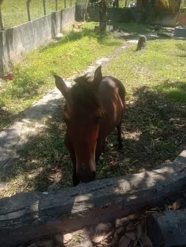 Pordo do bom