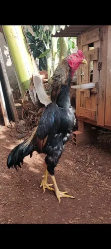 Galo indio shamo puro