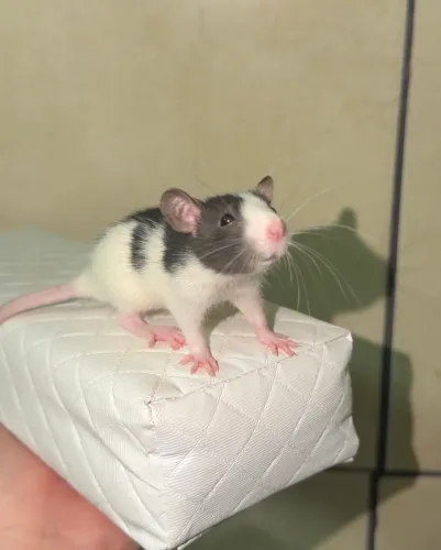 RATOS TWISTER