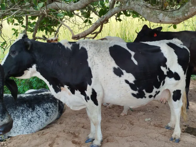 Vaca de leite