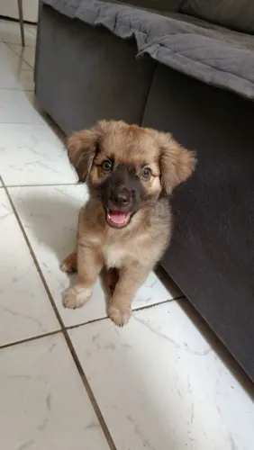 Filhote para doação 