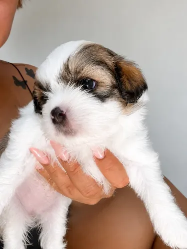 Shitzu com poodle 