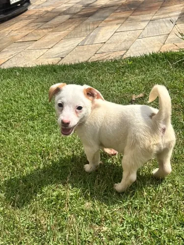 Última Fêmea de Jack Russell Terrier, microchipada e com pedigree