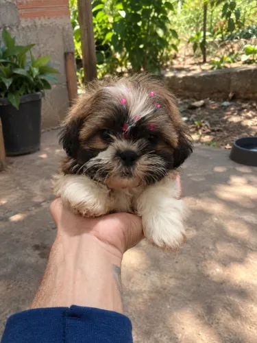 Shit tzu fêmea