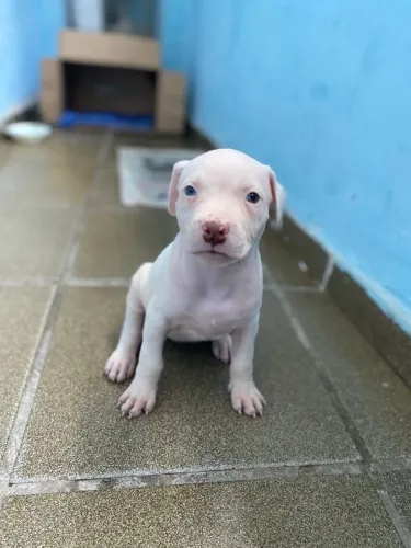 Filhote de Pitbull - Fêmea