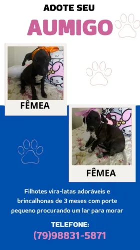 Cães para adoção 