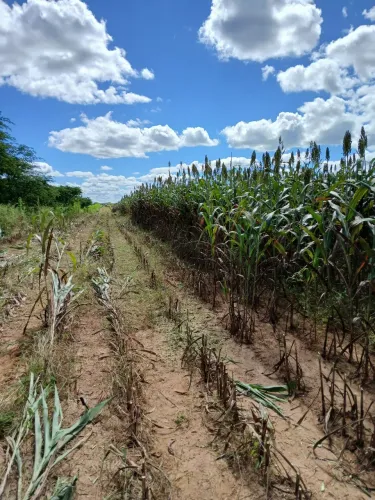 Foragem de sorgo e de milho. 