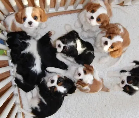 Cavalier King Charles Machos e Femeas