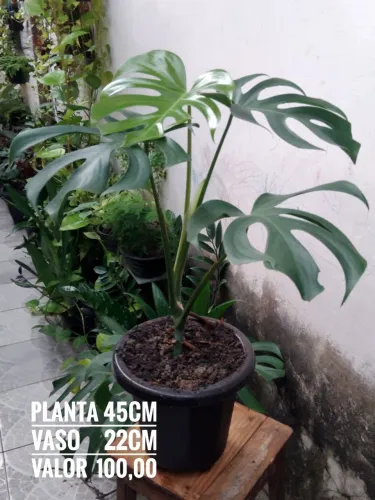 PLANTA COSTELA DE ADÃO E OUTRAS