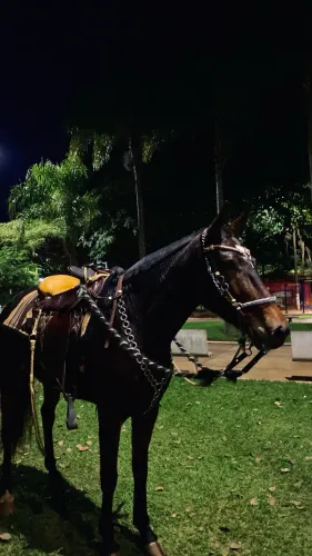 Vendo duas éguas 