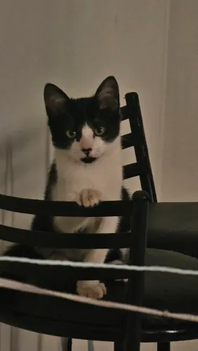 Doação de gatinho
