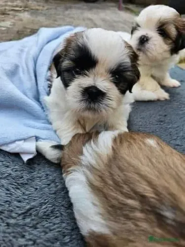 Filhotes de Shih Tzu | Patinhas que levam felicidade.