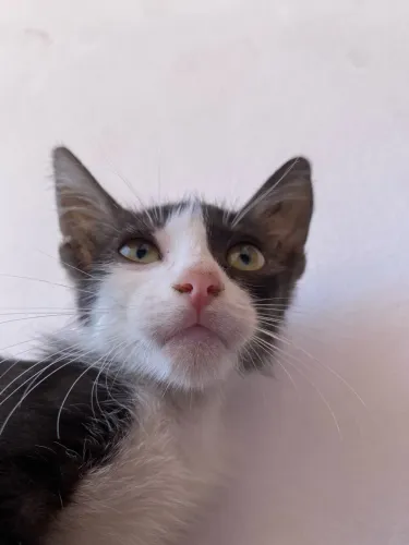 ADOÇÃO GATINHO MACHO