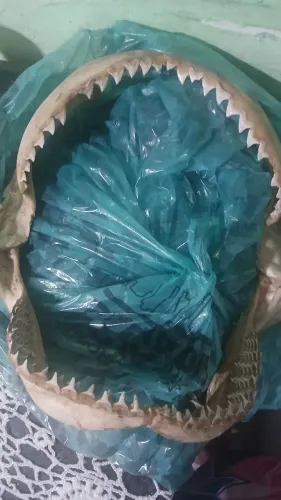 Boca de tubarão