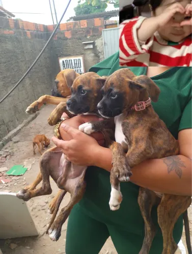 Cachorros boxer 