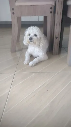 Cachorrinha poodle