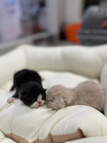 Filhote de gato persa 