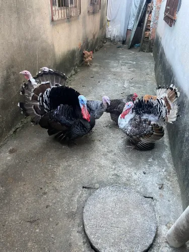 Vendo perus