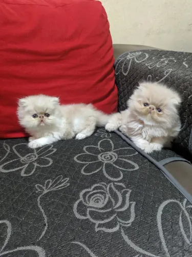 Filhote gato persa macho