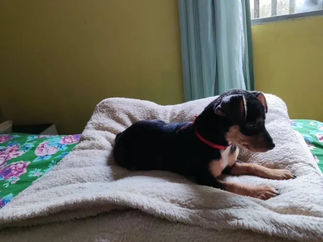 Pra vender logo pinsher gemia n1 de pai e mãe zero só 3 meses vacinada formigada