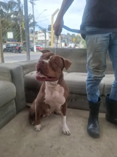 American Pitbull 