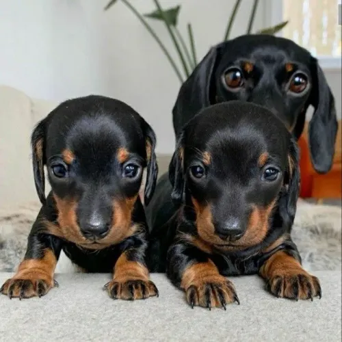 Dachshund belezinhas especiais pra vida 