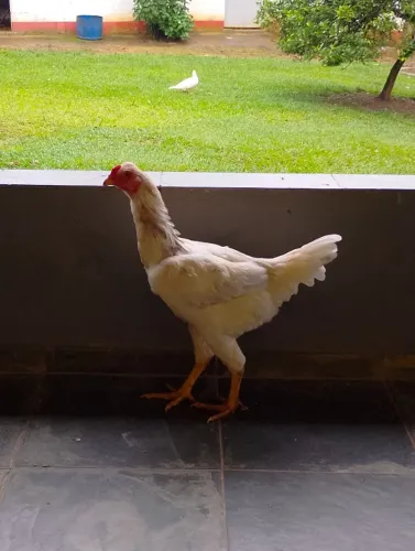 Frango - Frangote - Galo
