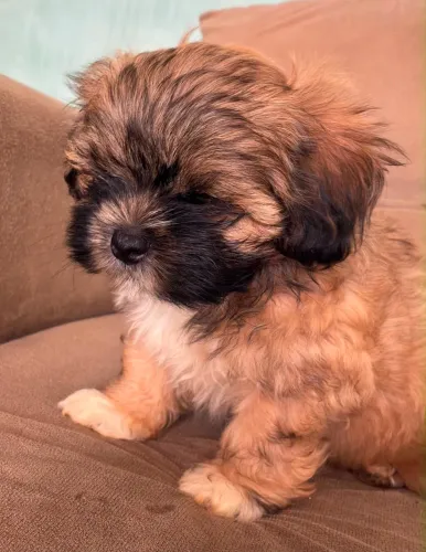 Pet 