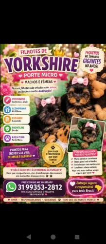 Yorkshire baby face micros, companheiros perfeitos