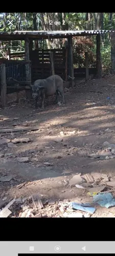 Porca mojando